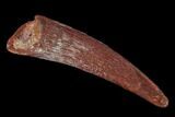 Fossil Pterosaur (Siroccopteryx) Tooth - Morocco #134651-1